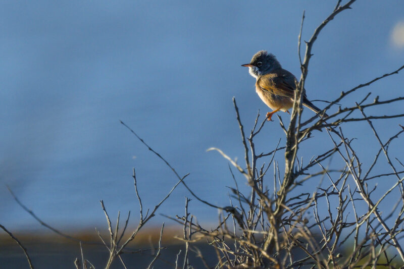 Fauvette à lunettes en Camargue